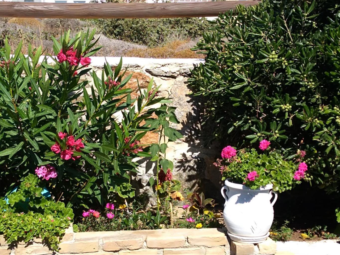 Delight Stelida (Naxos)